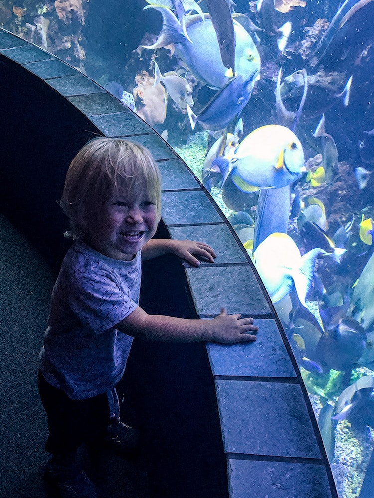 Young boy looking at fish at the Maui Ocean Center.