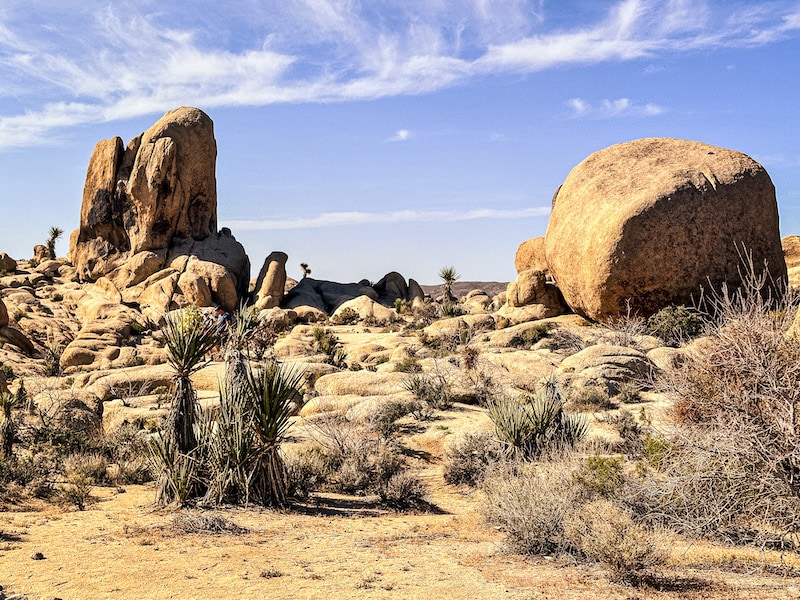 Desert with large boulders in the background at Joshua Tree National Park.