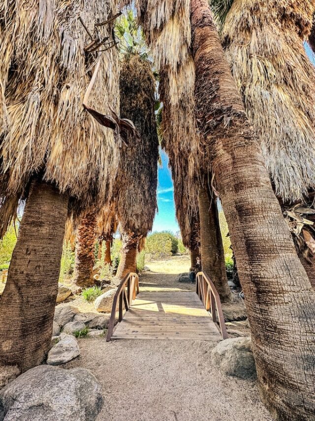 What to do in Palm Springs CA