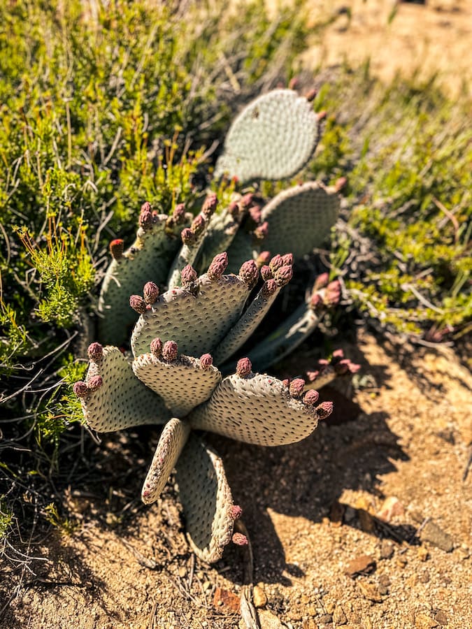 Prickly pear cactus