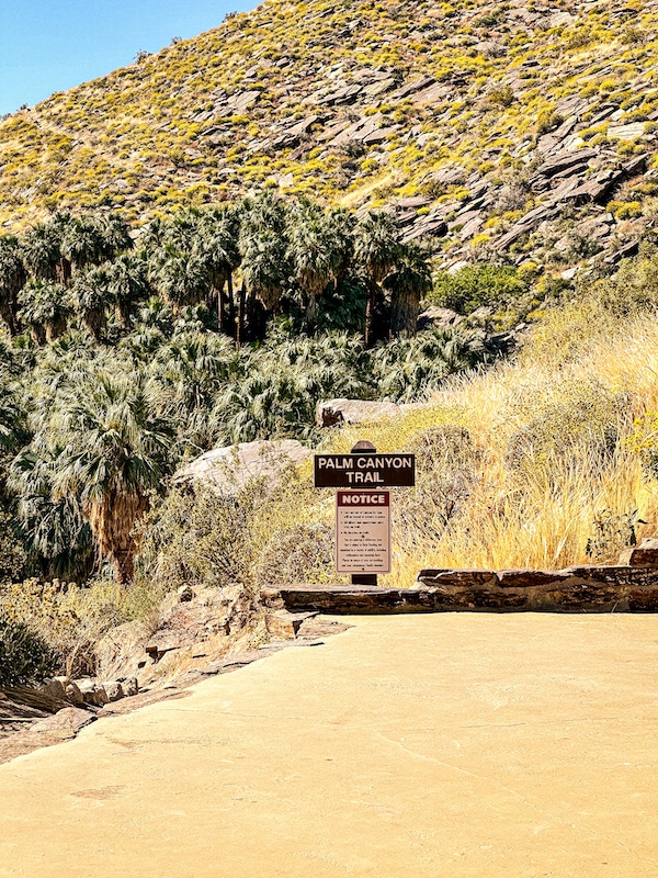 Brown sign that says Palm Canyon Trail with palm trees and wild flowers on the side of a mountain in the background