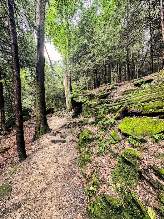 Ledge Trail that is very wooded with uneven ground