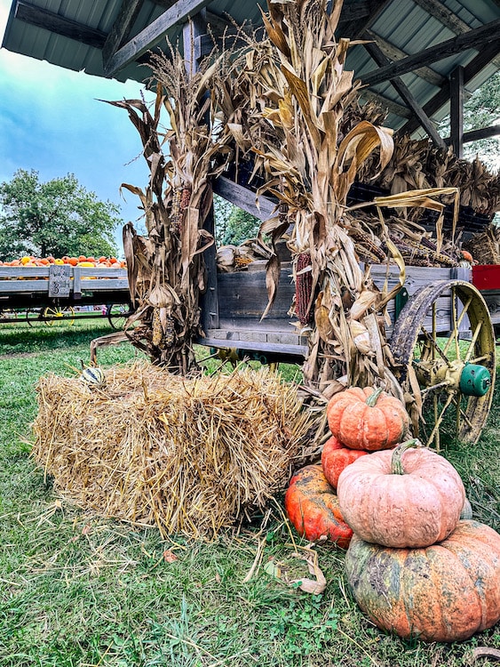 Decorative cornstalks, hay bale, and stacked pumpkins behind a wagon at Howell's Pumpkin Patch.