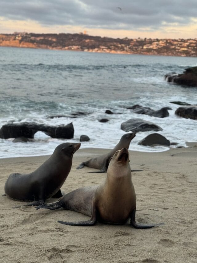 California sea lions resting on the sand at La Jolla Cove with waves and cliffs at sunset.