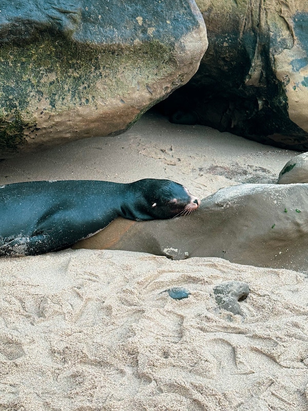 Sea lion laying on the beach among large rocks in La Jolla.