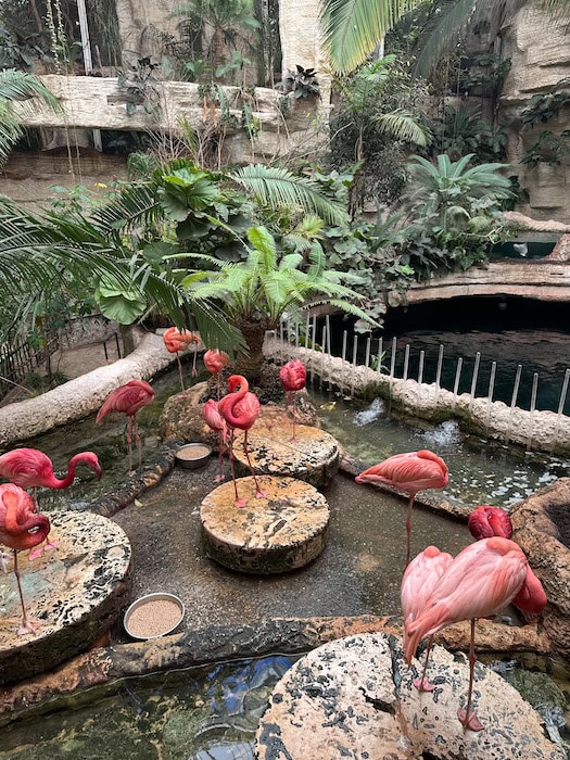 Bright pink and reddish flamingos in their lush water habitat at the Dallas World Aquarium.