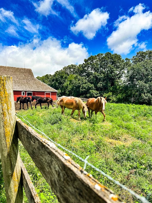 Horses grazing in a green pasture near a red barn at Living History Farms in Iowa, with a wooden fence in the foreground and a bright blue sky with scattered clouds overhead.