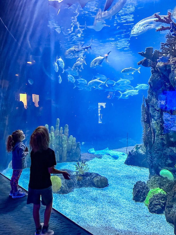Two young children watch fish and sharks swim in a large aquarium tank at Omaha’s Henry Doorly Zoo.

