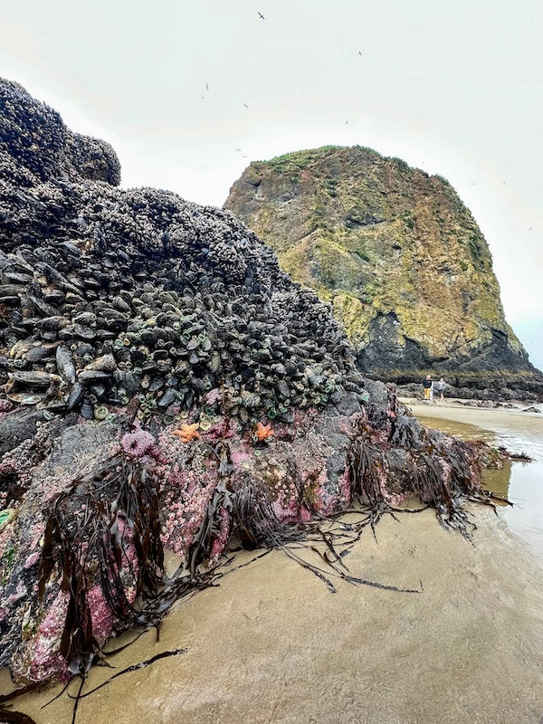 Tide pool rock with mussels, sea stars, and anemones near Haystack Rock in Cannon Beach.