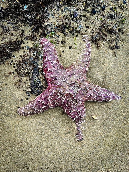 Close-up of a purple sea star in the tide pools near Haystack Rock at low tide in Cannon Beach, Oregon, with seaweed and shells scattered on the sand.