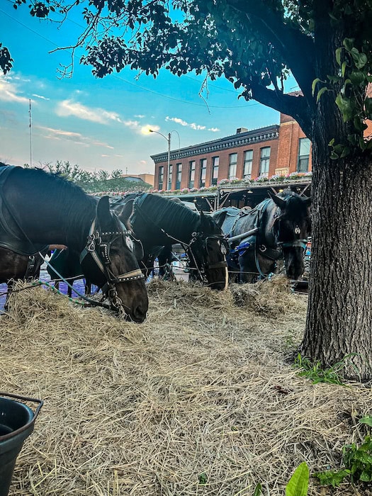 Carriage horses eating hay under a tree in Omaha’s Old Market, brick building in the background.