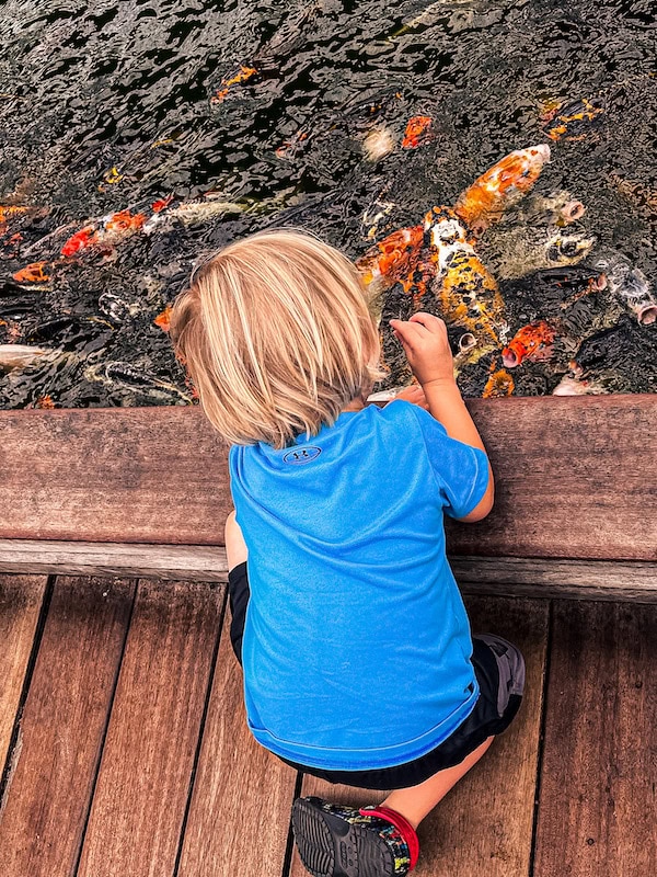 Child sitting on a wooden deck feeding koi fish at Union Station in St. Louis.