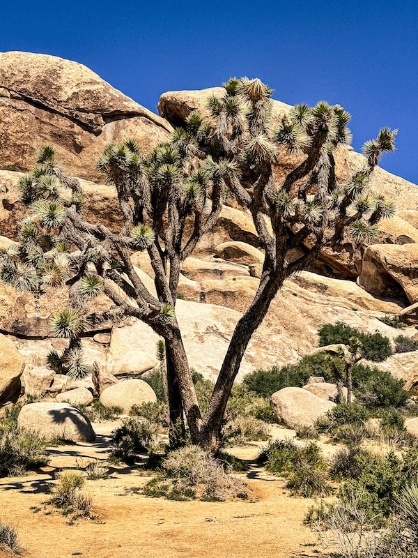 Joshua Tree surrounded by large rock formations in Joshua Tree National Park.