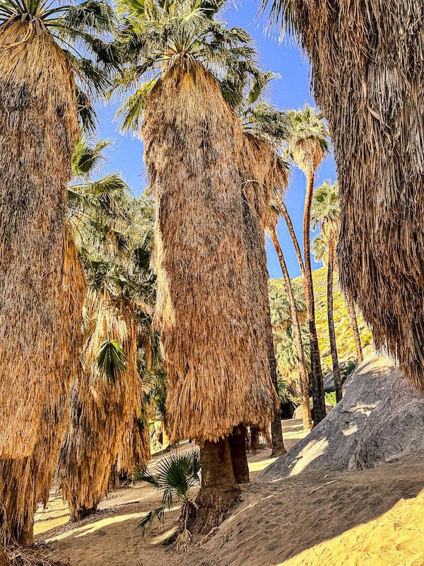A forest of massive palm trees