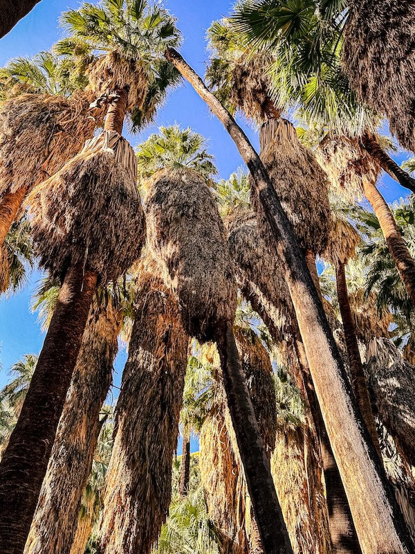 Looking up through a forest of humongous palm trees