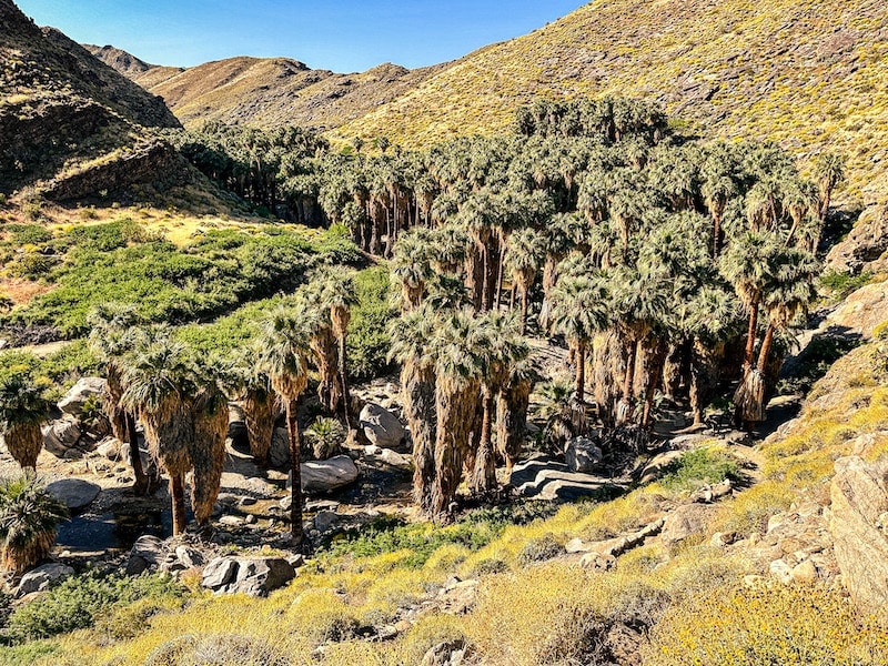 Overhead view of a palm oasis