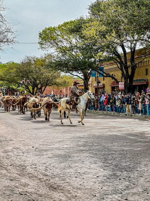 Texas longhorn cattle drive with drovers riding horses through the Fort Worth Stockyards