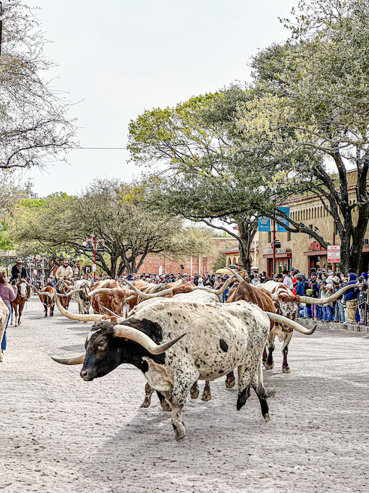 Fort Worth Stockyards cattle drive with longhorns walking down Exchange Avenue and crowds watching.