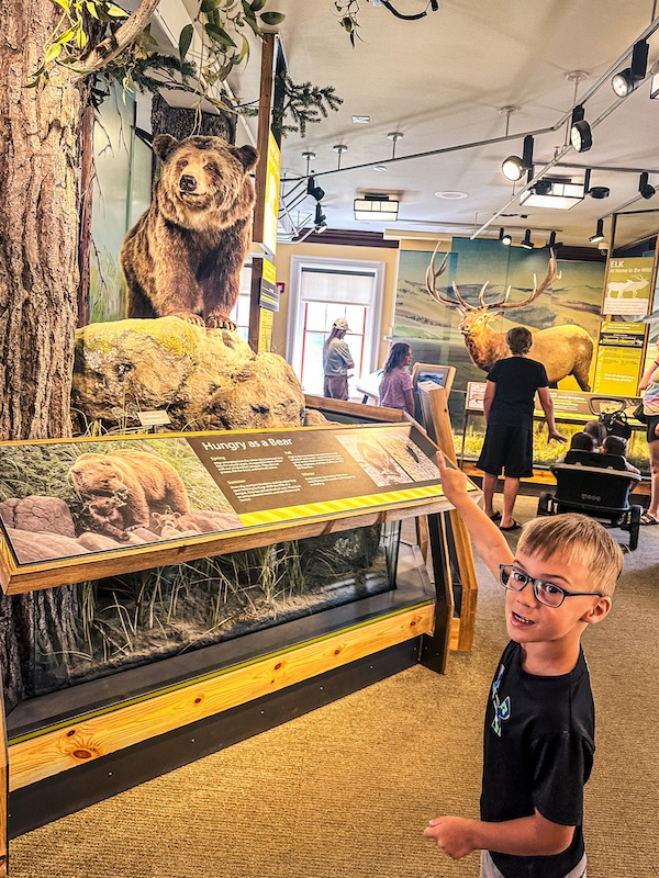 Child exploring wildlife exhibits featuring a bear and elk inside the Albright Visitor Center at Mammoth Hot Springs in Yellowstone National Park.