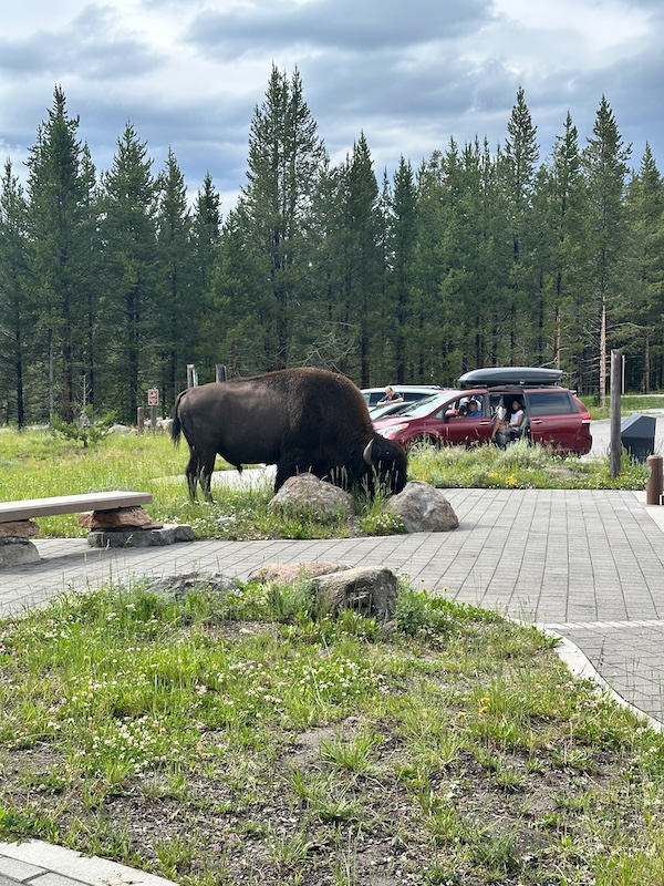 Bison grazing just outside Canyon Lodge in Yellowstone National Park with cars in the parking lot nearby.