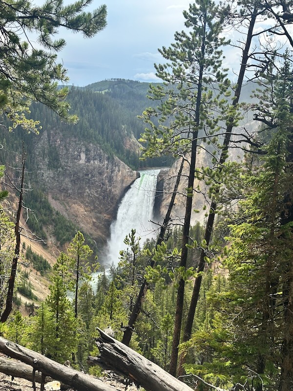 Lower Falls surrounded by pine trees and canyon walls at Lookout Point in Yellowstone National Park.