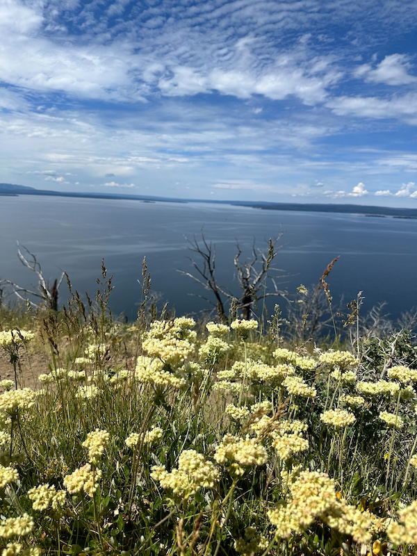Wildflowers overlooking Yellowstone Lake from Lake Butte Overlook in Yellowstone National Park.