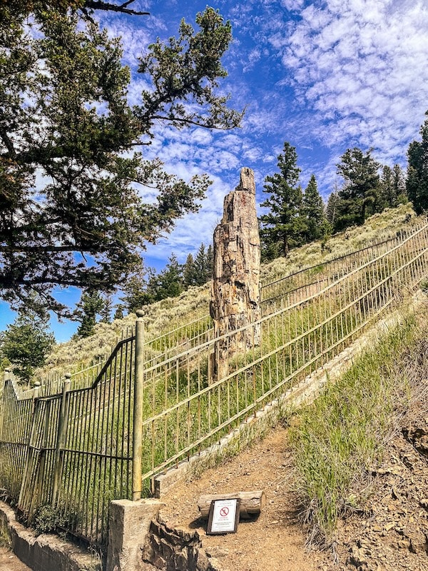 Petrified Tree standing behind a protective fence on a hillside in Yellowstone National Park.