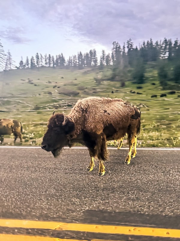 Bison standing in the road with more bison grazing on the hillside in Yellowstone National Park